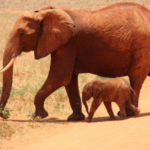 Gajah Afrika Mamalia Darat