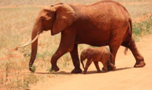 Gajah Afrika Mamalia Darat