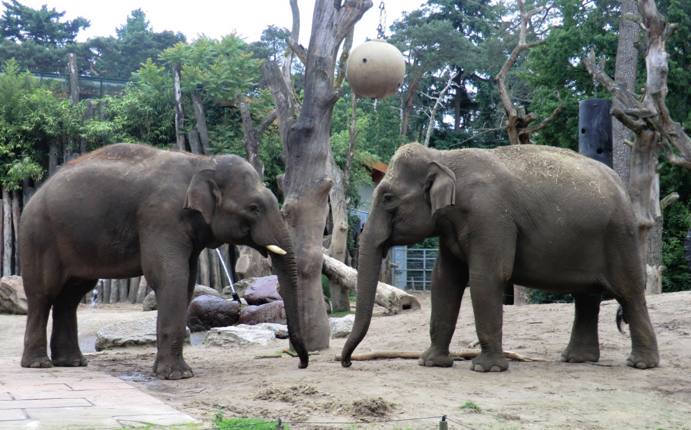 Gajah Afrika Mamalia Darat