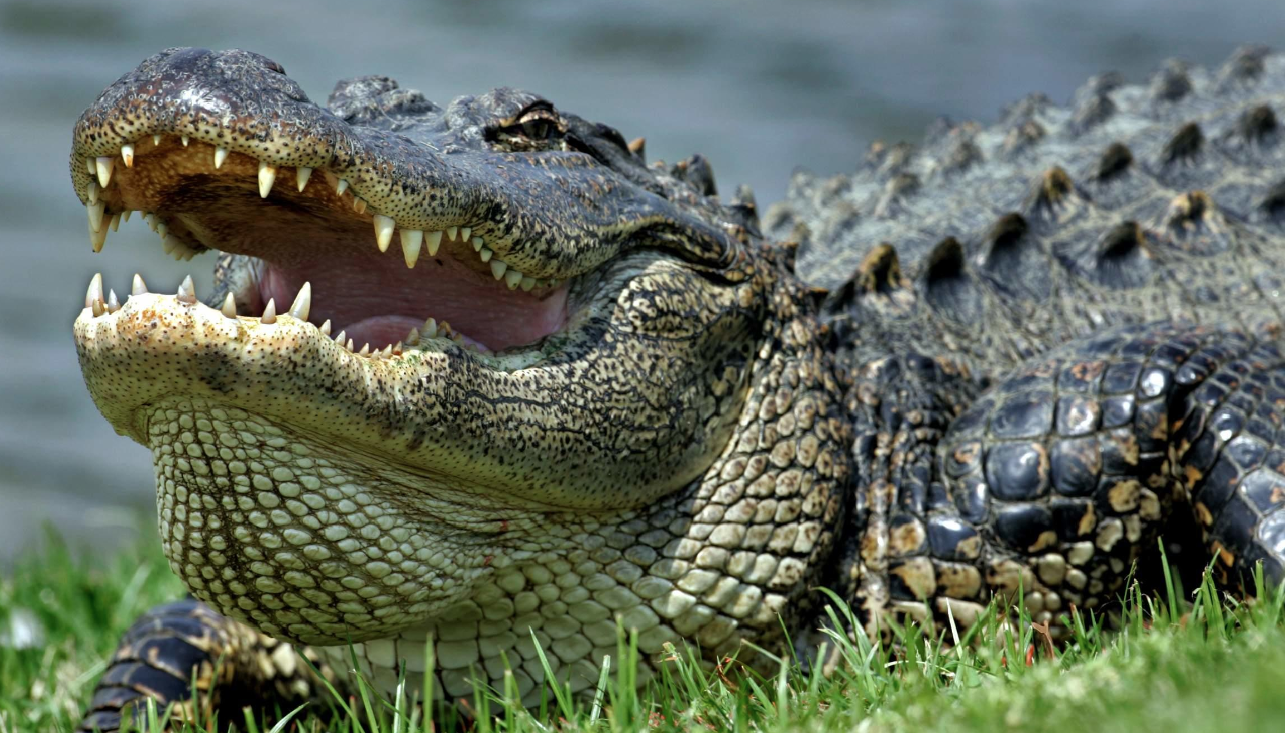 Alligator Amerika