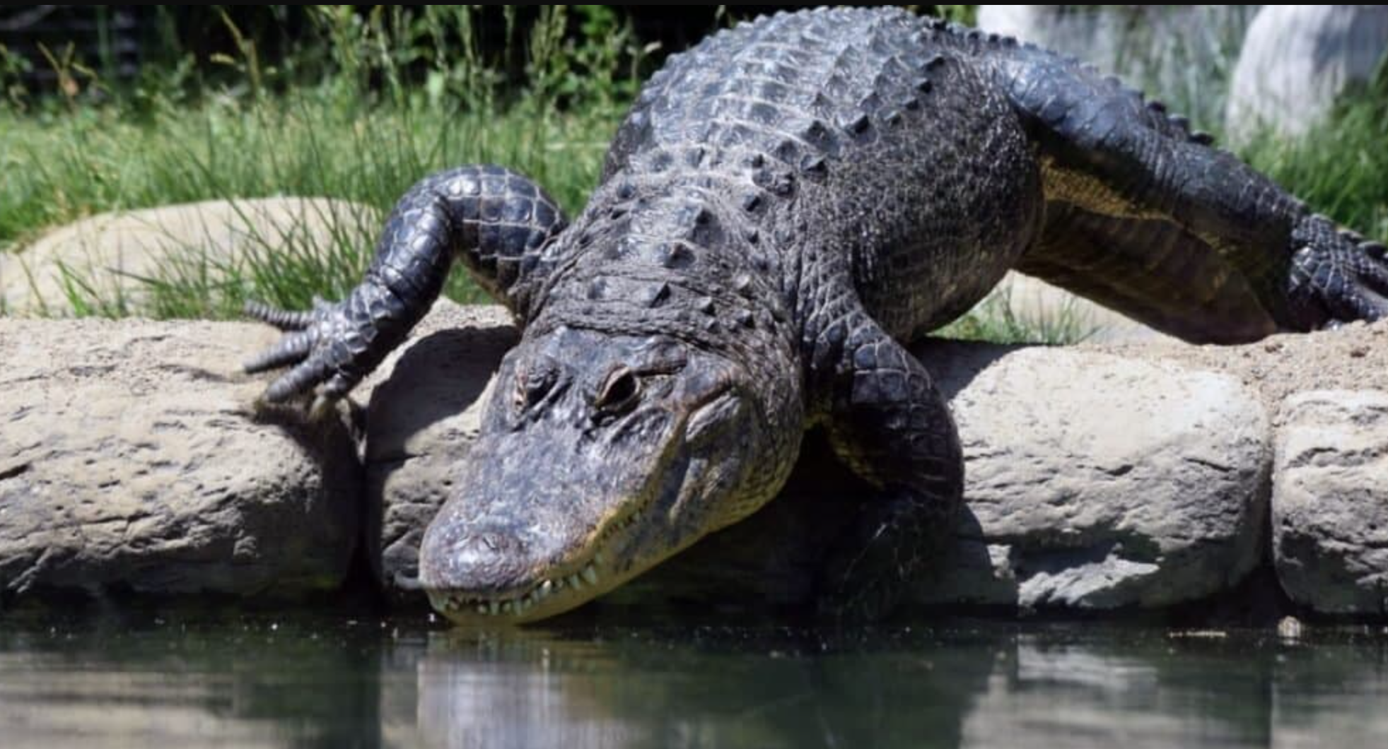 Alligator Amerika