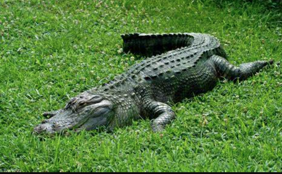 Alligator Amerika