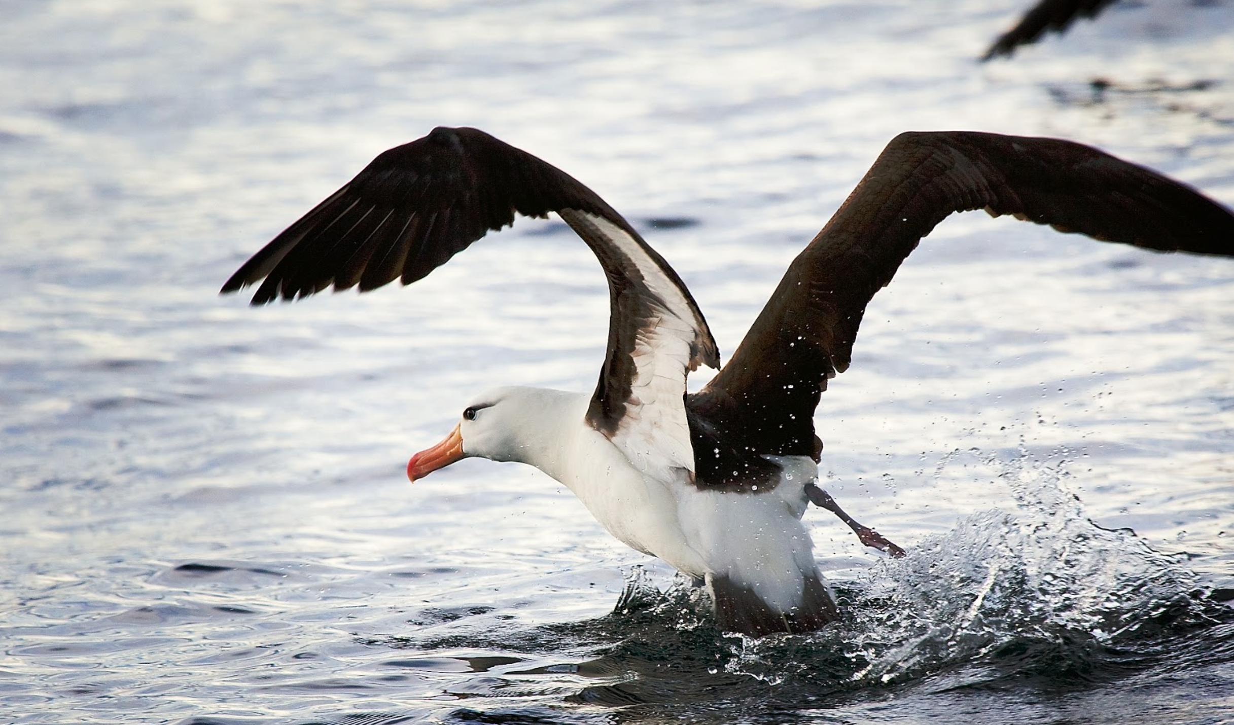 Burung Albatros (Albatross)