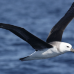 Burung Albatros (Albatross)