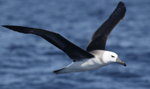 Burung Albatros (Albatross)