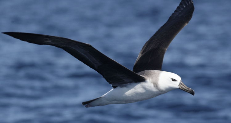 Burung Albatros (Albatross)