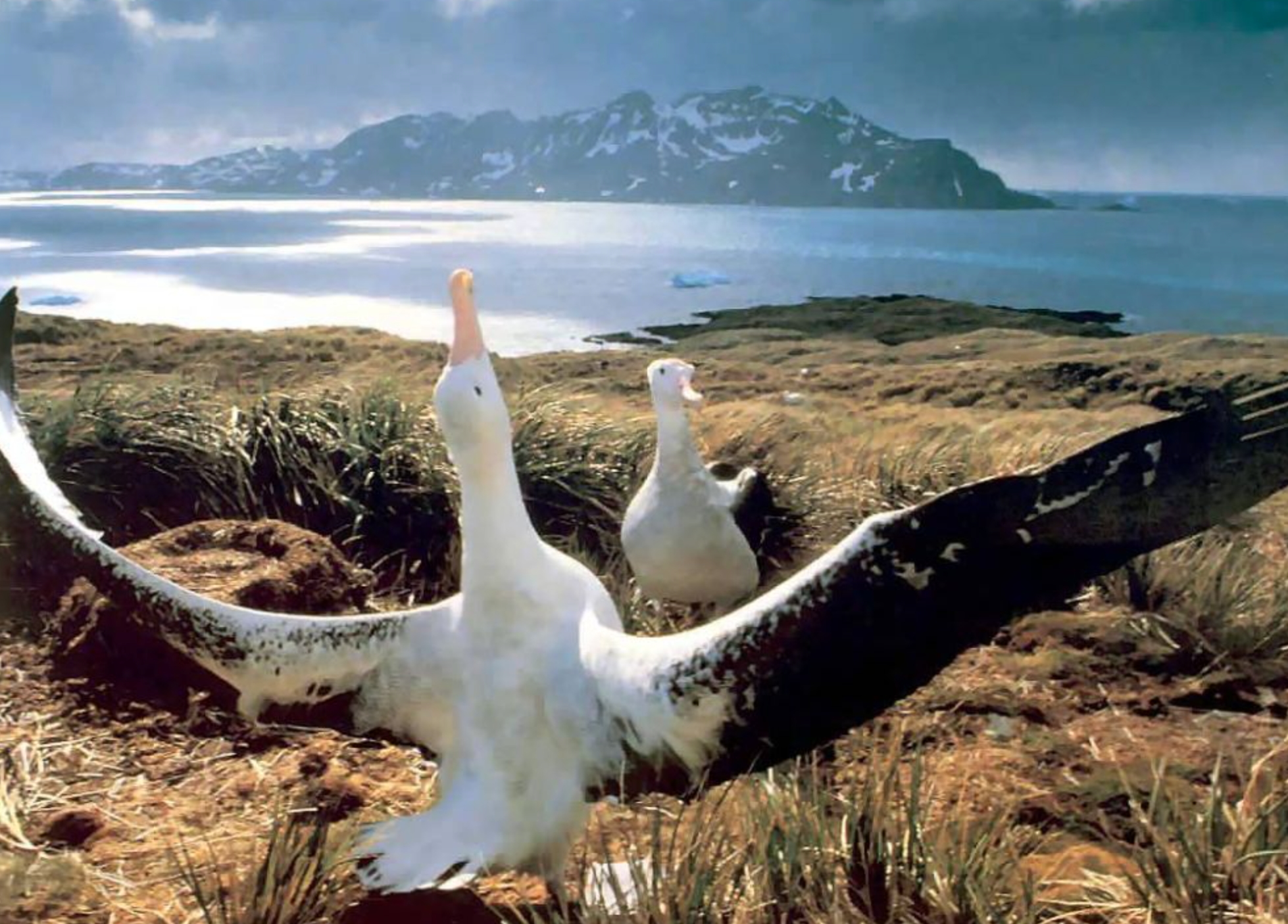 Burung Albatros (Albatross)