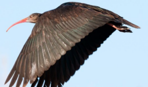 Bald Ibis Utara (Geronticus eremita)