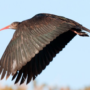 Bald Ibis Utara (Geronticus eremita)