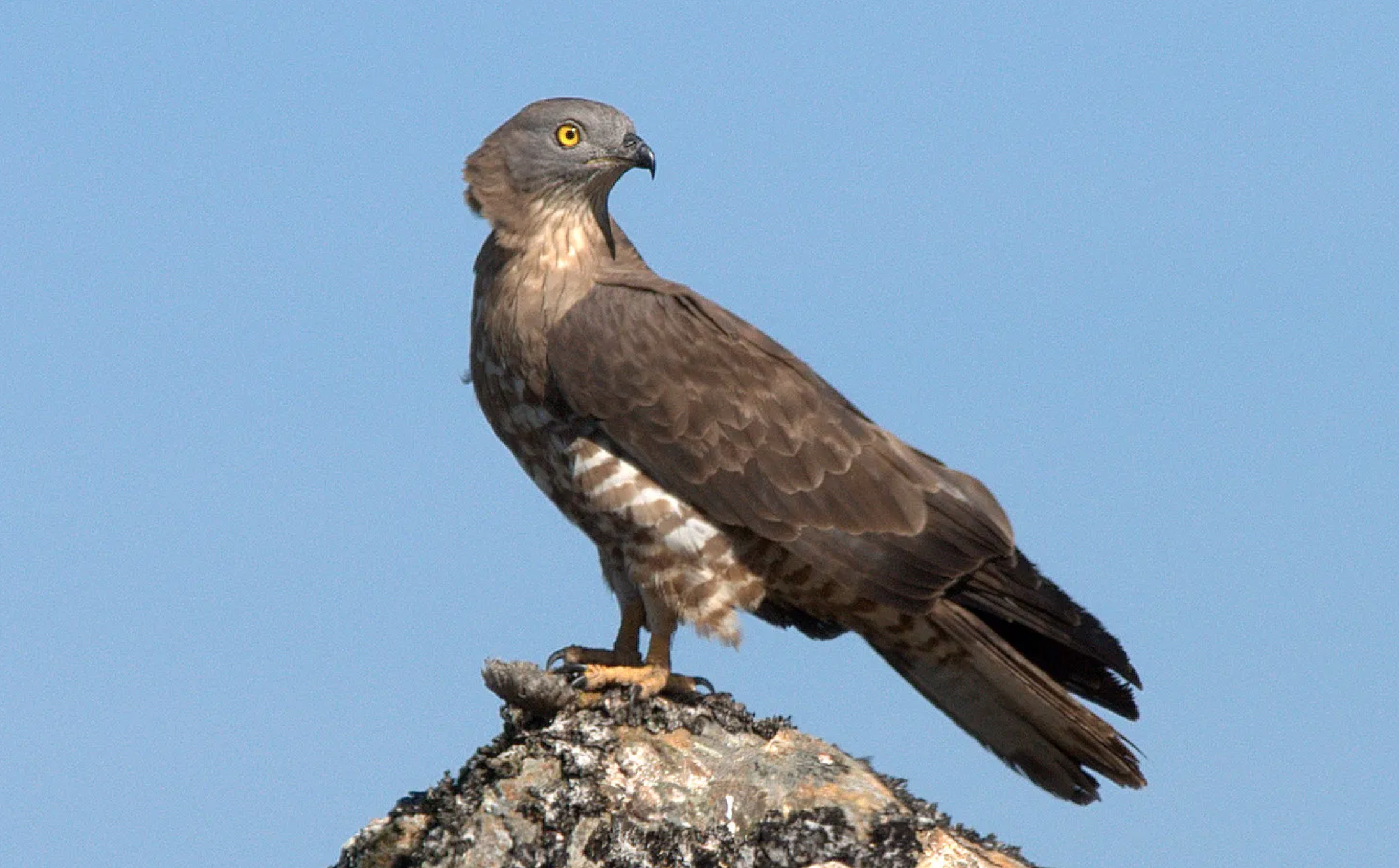 Pernis Afsel (Pernis apivorus)