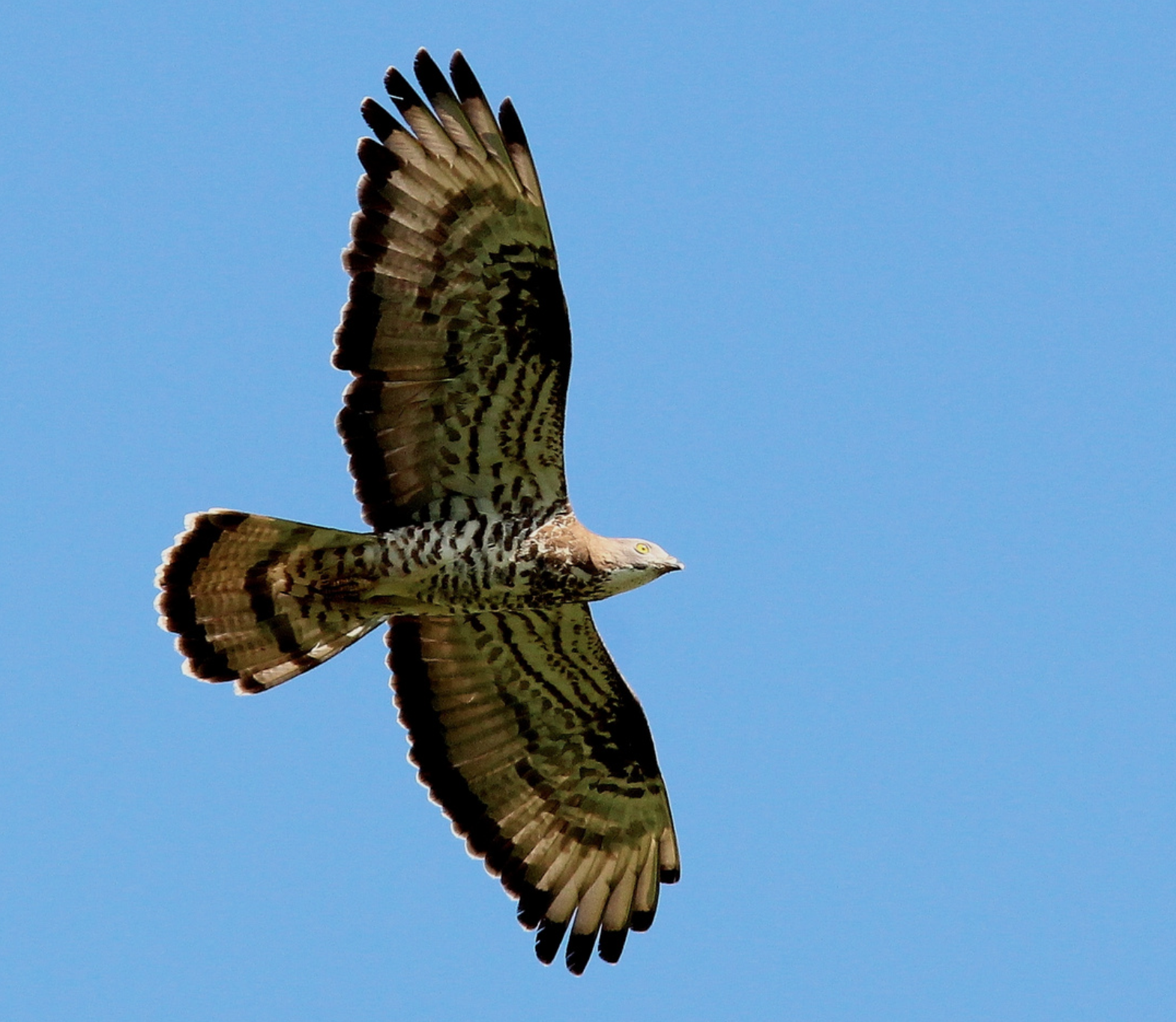 Pernis Afsel (Pernis apivorus)