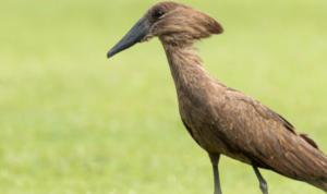 Burung Hamerkop di Afrika