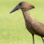 Burung Hamerkop di Afrika