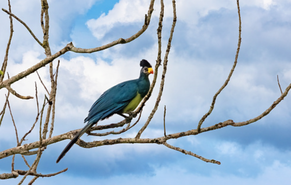 Burung Turaco Biru Besar