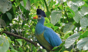 Burung Turaco Biru Besar