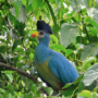 Burung Turaco Biru Besar