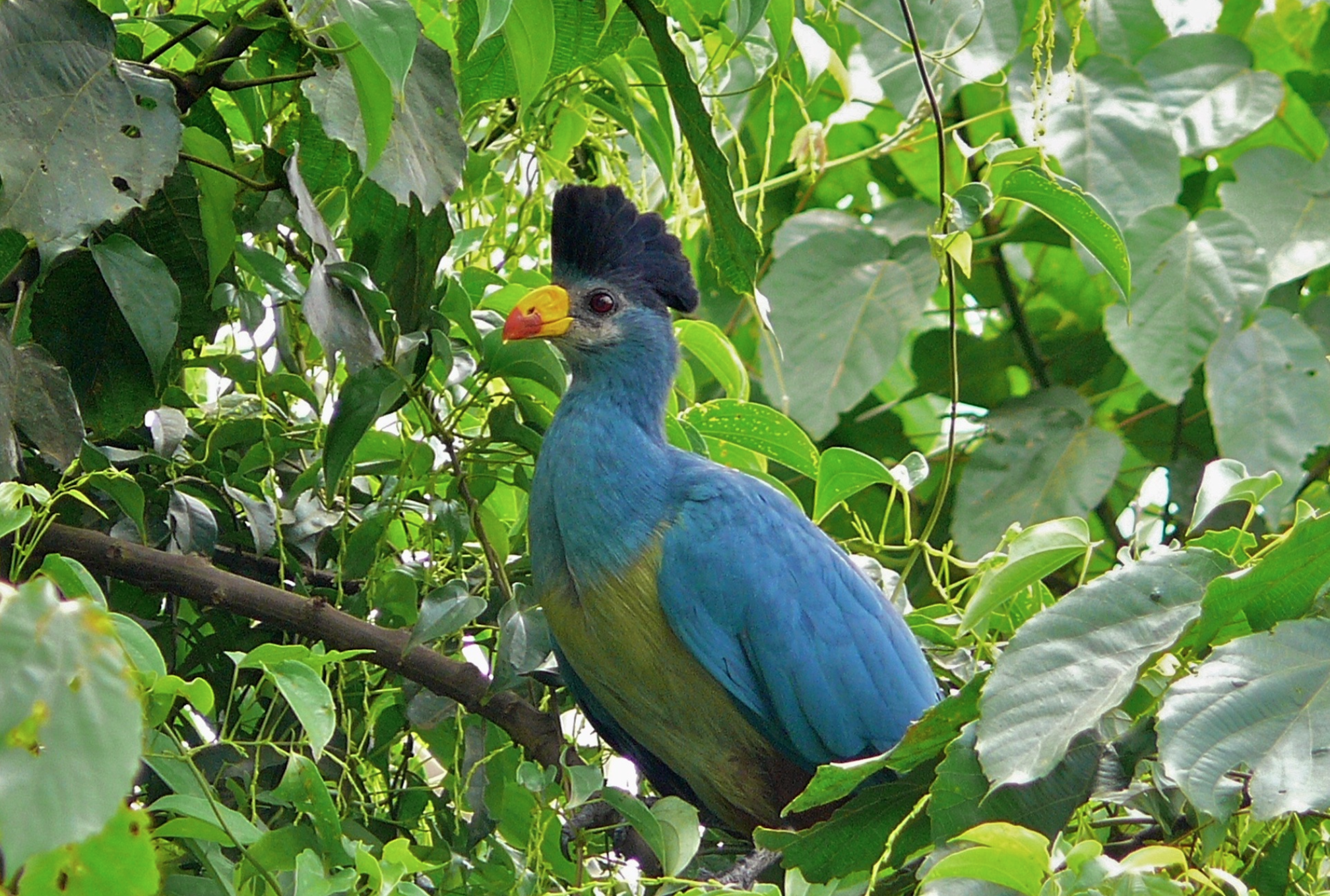 Burung Turaco Biru Besar