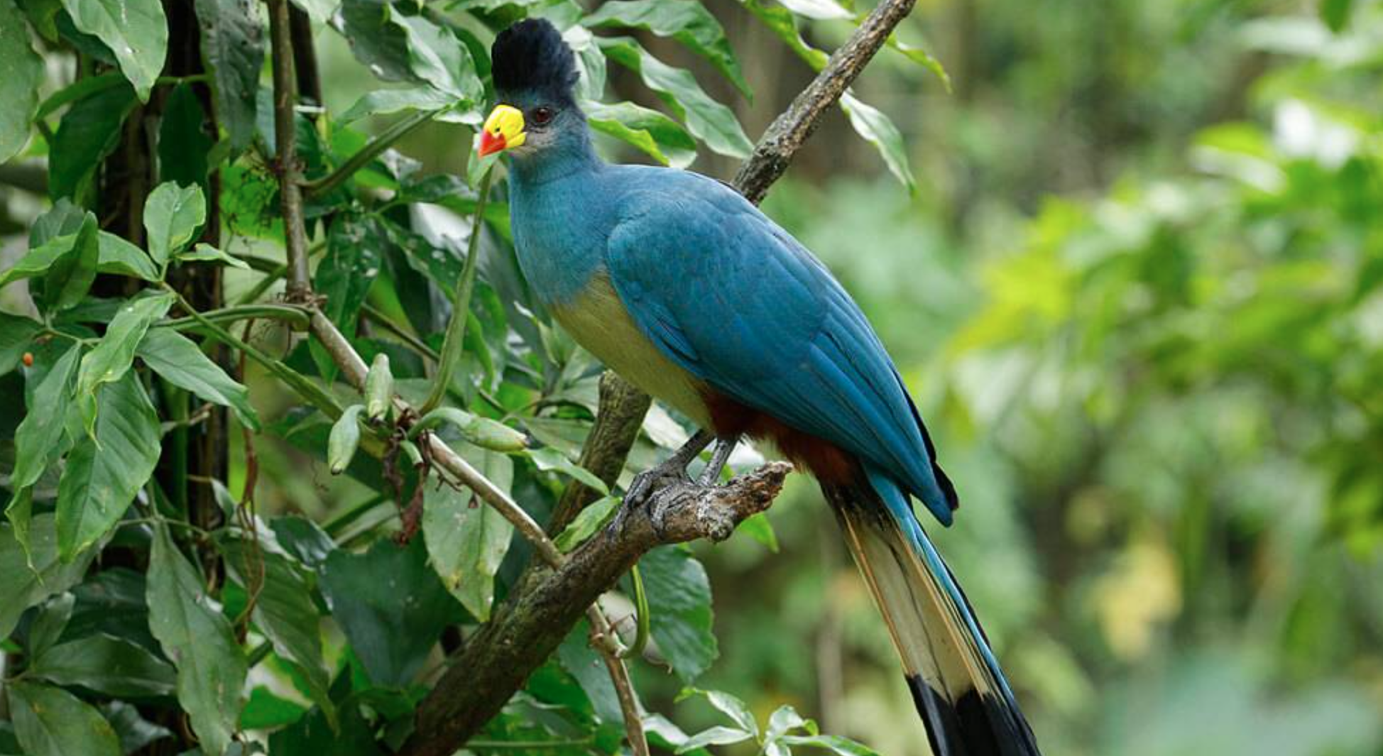 Burung Turaco Biru Besar